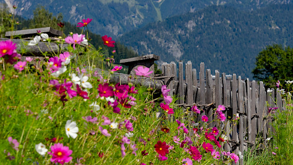 Bild zum Thema: Blumenwiesen entlang der Zäune