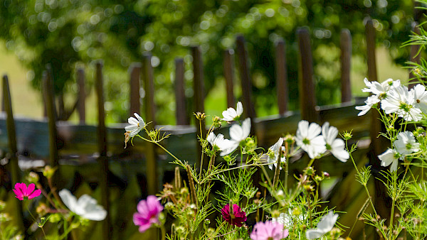 Bild zum Thema: Blumenwiesen entlang der Zäune
