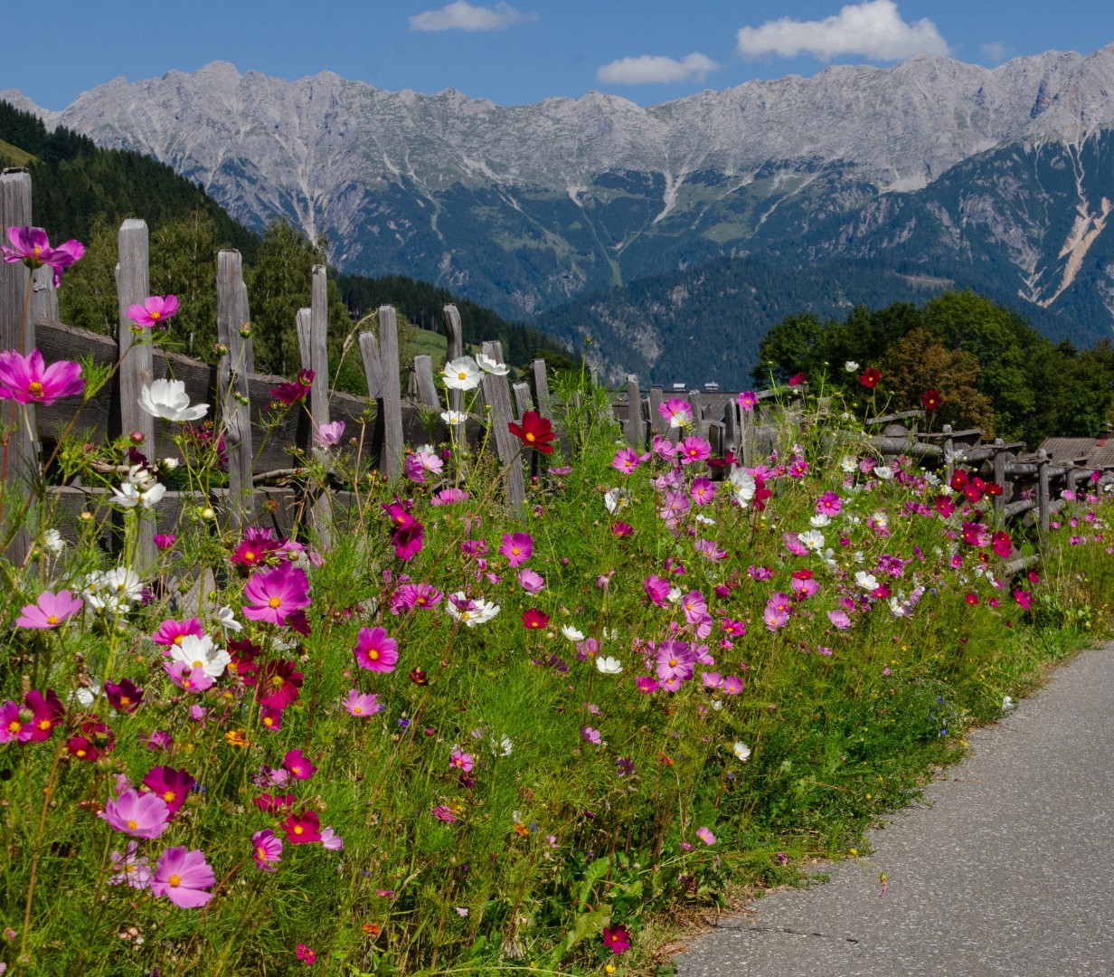 Blumenwiesen entlang der Zäune